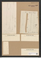 Nitzschia vermicularis (Kuetz.) Hantzsch. (de-Toni-Nr.: Genus 47, Species 2094) Zeichnungen Sammlung Grunow Nr. 4168 (NHMW-BOT-W0372057)